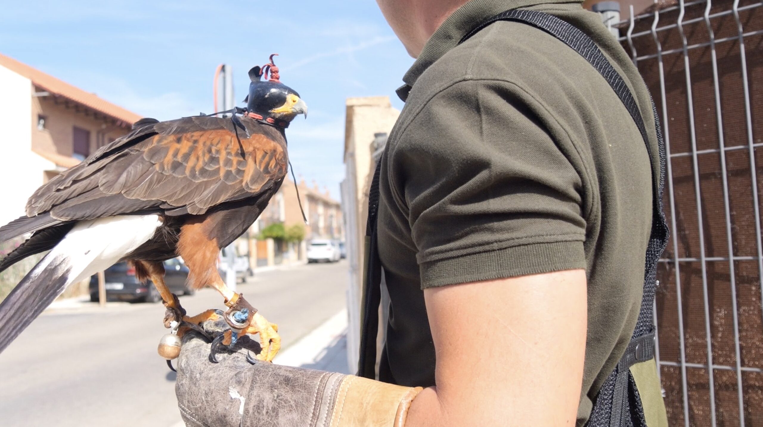 Alovera Reitera el Uso de Halcones para Controlar la Plaga de Palomas