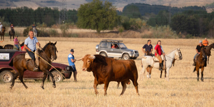 Fiestas de Agosto 2024 de Marchamalo: Seis Días de Celebraciones con Gran Afluencia y Variedad de Eventos
