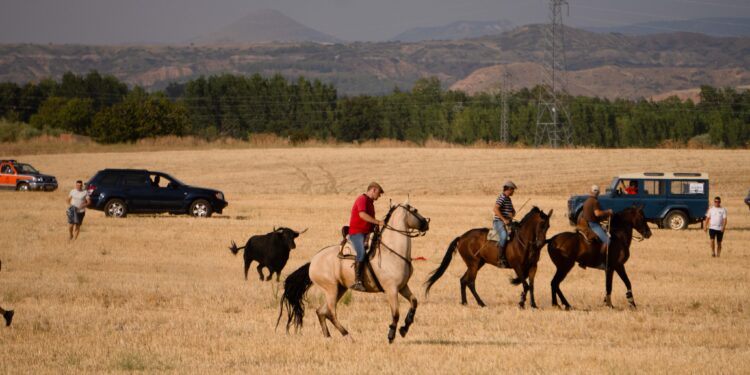 Fiestas de Agosto 2024 de Marchamalo: Seis Días de Celebraciones con Gran Afluencia y Variedad de Eventos