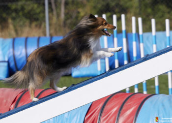 Campeonato de Agility en Yunquera de Henares: Final de Liga y Próximas Competiciones en Castilla-La Mancha
