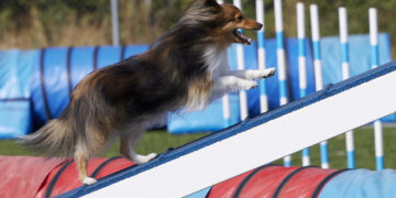 Campeonato de Agility en Yunquera de Henares: Final de Liga y Próximas Competiciones en Castilla-La Mancha