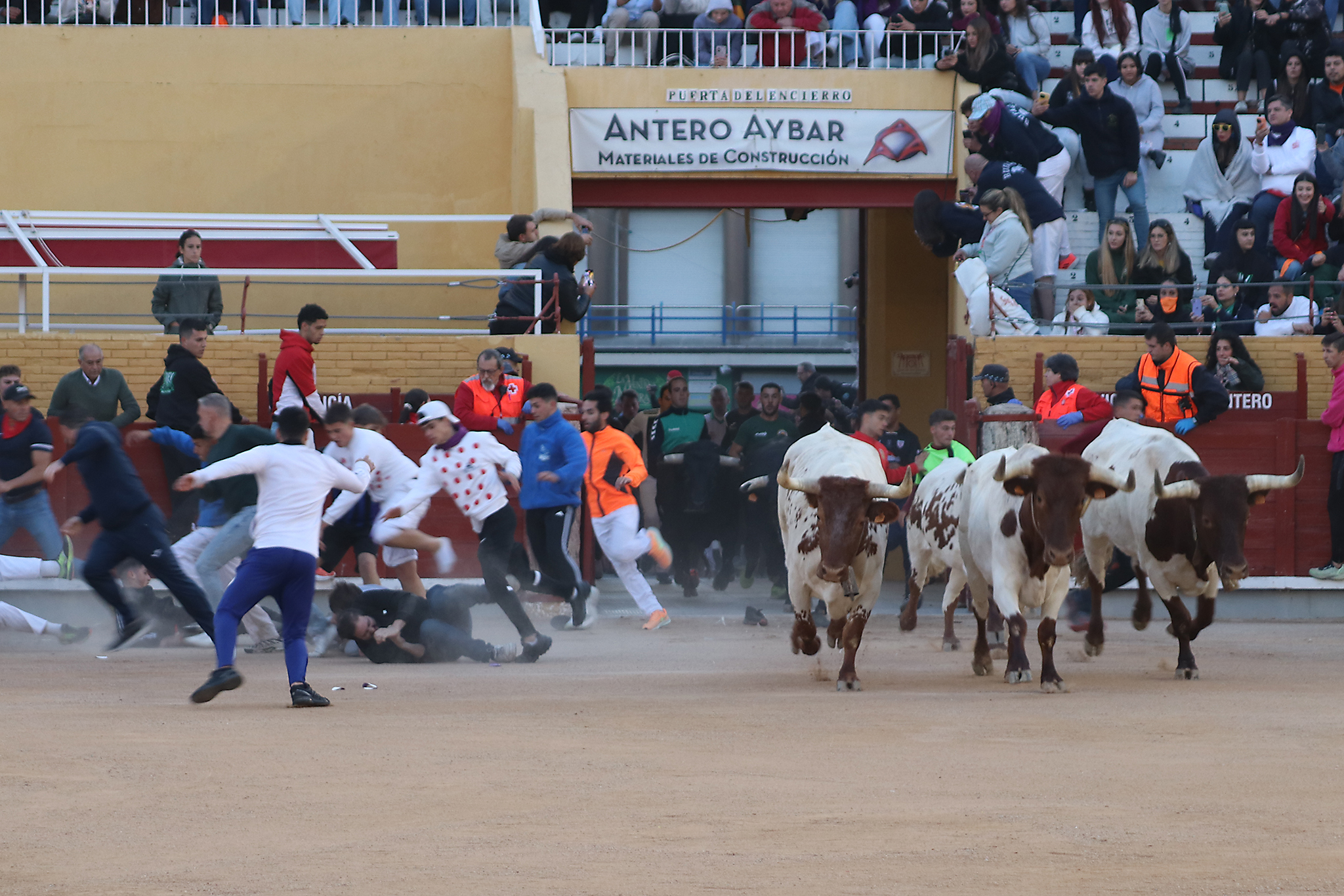 Accidentado Cuarto Encierro de las Ferias y Fiestas de Guadalajara 2024: Heridos y Valoración Positiva de la Alcaldesa