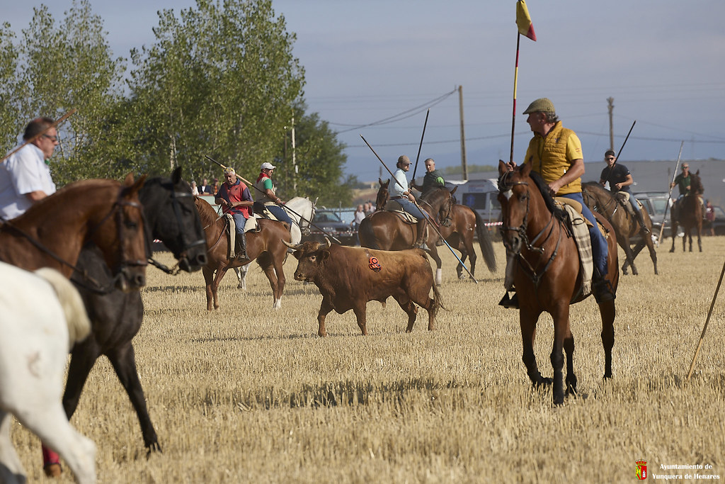 Encierro Campero de Yunquera de Henares 2024: Tradición y emoción sin incidentes