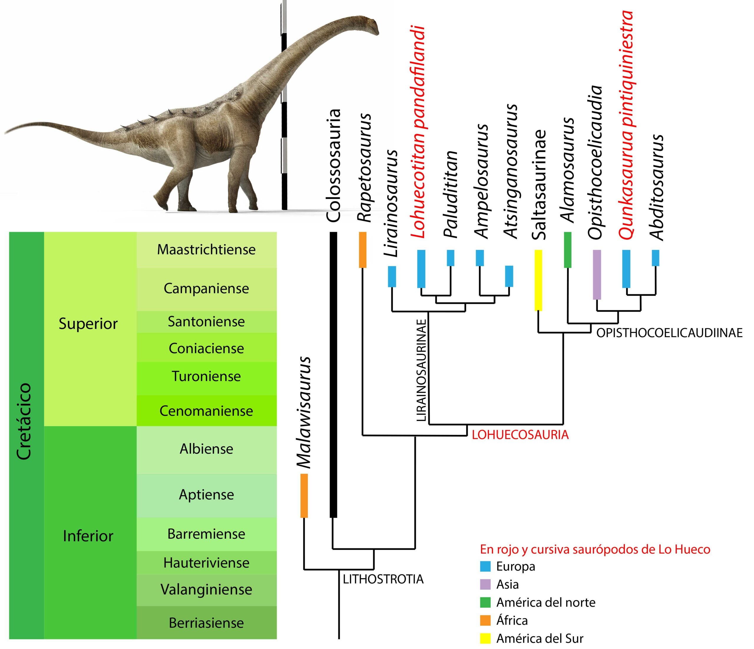 Relaciones de parentesco de Qunkasaura pintiquiniestra con algunos de los saurópodos más relevantes del Cretácico Superior