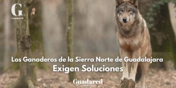 Nuevos Ataques de Lobo en Robledo de Corpes y Arbancón: Ganaderos de la Sierra Norte de Guadalajara Exigen Soluciones