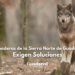 Nuevos Ataques de Lobo en Robledo de Corpes y Arbancón: Ganaderos de la Sierra Norte de Guadalajara Exigen Soluciones