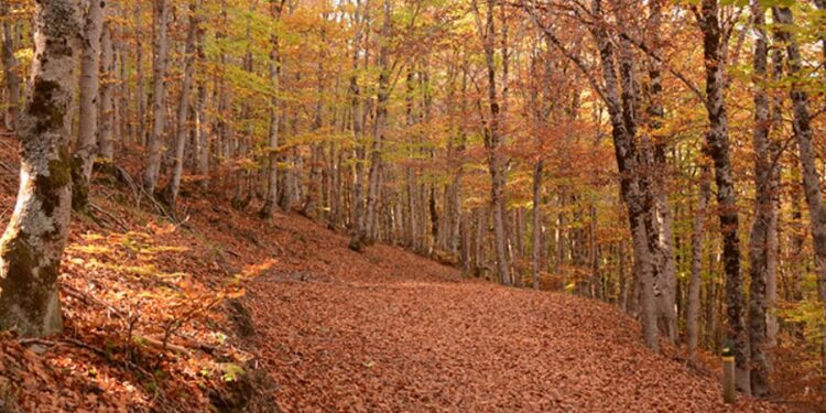 Hayedo de la Tejera Negra: Guía Completa de Rutas, Accesos y Consejos para Disfrutar del Parque Natural Sierra Norte de Guadalajara