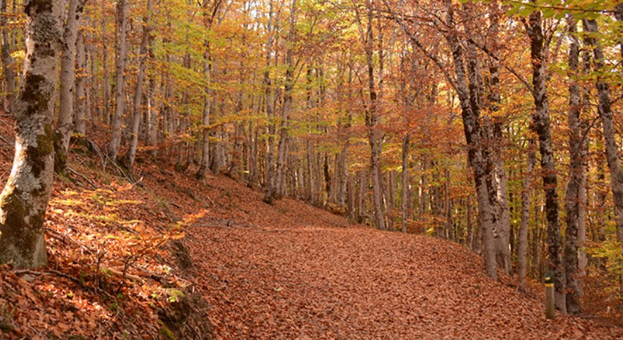 Hayedo de la Tejera Negra: Guía Completa de Rutas, Accesos y Consejos para Disfrutar del Parque Natural Sierra Norte de Guadalajara