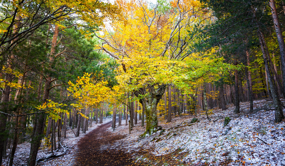 Hayedo de la Tejera Negra: Guía Completa de Rutas, Accesos y Consejos para Disfrutar del Parque Natural Sierra Norte de Guadalajara