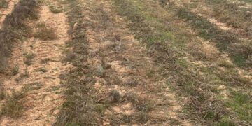 La Crisis de Precios Obliga a Agricultores de La Alcarria a Arrancar Plantaciones de Lavanda