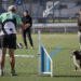 Prueba Clasificatoria de Agility en Yunquera de Henares: Preparativos para el Campeonato de España