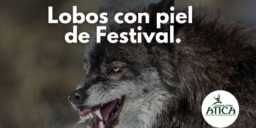 El festival del Lobo en Cantalojas