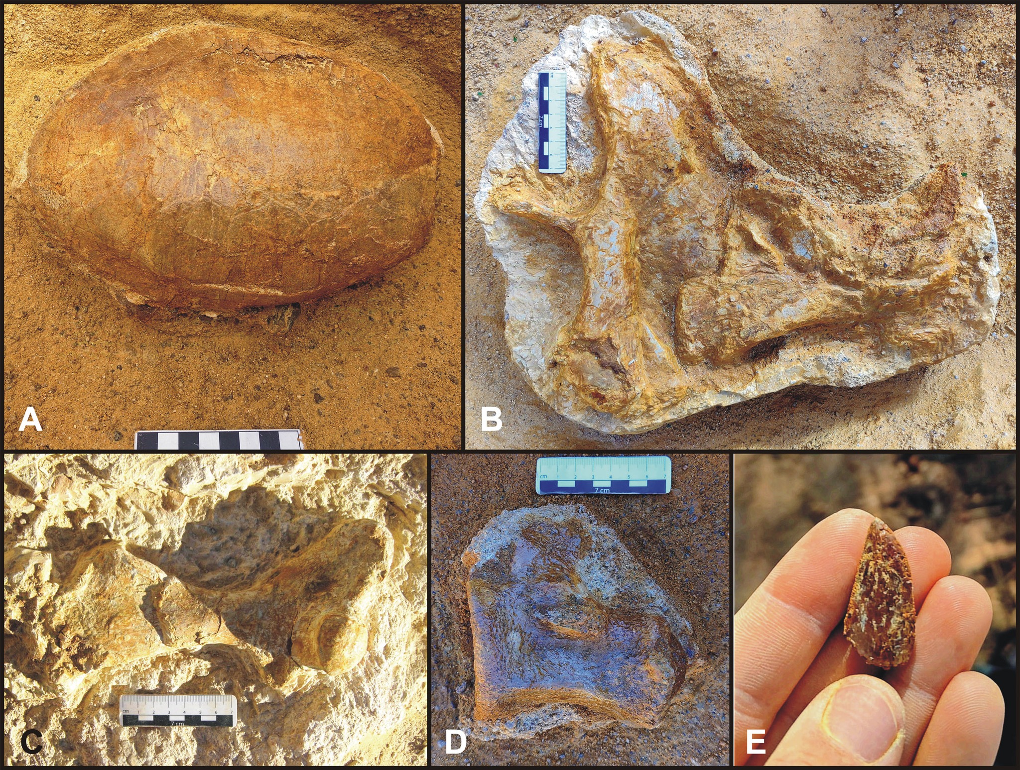 Yacimiento de Algora en Guadalajara: Descubrimientos Clave sobre Dinosaurios y Faunas Mesozoicas