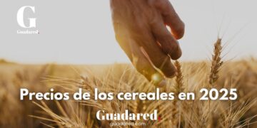 Precios de los cereales en 2025: expectativas firmes para el trigo, maíz y cebada