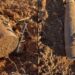 Un agricultor descubre un proyectil de la Guerra Civil en Copernal y la Guardia Civil lo desactiva con éxito
