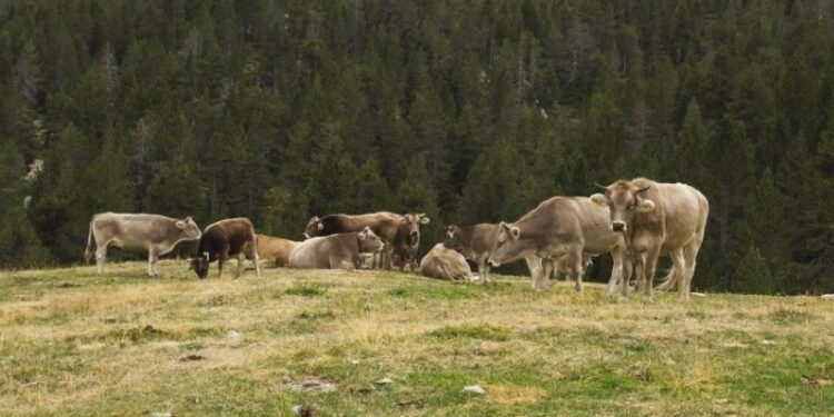 Asaja pide aumentar las ayudas al seguro ganadero de retirada de cadáveres en Castilla-La Mancha ante el aumento de precios