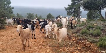 Castilla-La Mancha Lanza Ayudas de 360.000 Euros para Fomentar el Pastoreo Controlado en la Prevención de Incendios Forestales