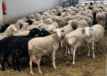 Castilla-La Mancha autoriza el uso de lana en estiércol para compostaje sostenible
