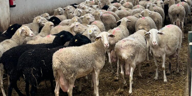 Castilla-La Mancha autoriza el uso de lana en estiércol para compostaje sostenible
