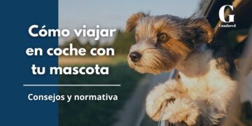 Cómo viajar con tu mascota en coche de forma segura y cómoda: Consejos y normativa