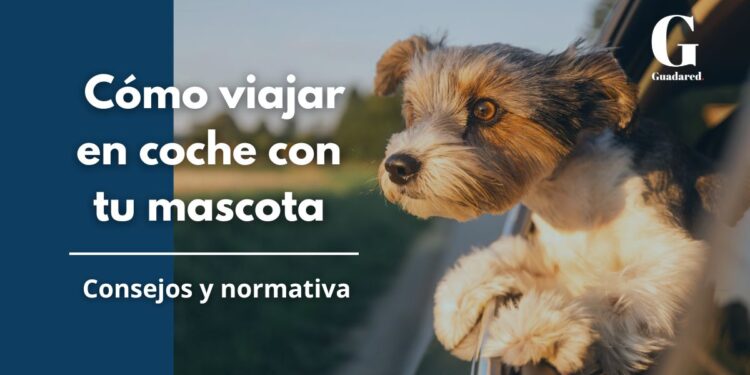 Cómo viajar con tu mascota en coche de forma segura y cómoda: Consejos y normativa