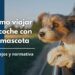 Cómo viajar con tu mascota en coche de forma segura y cómoda: Consejos y normativa