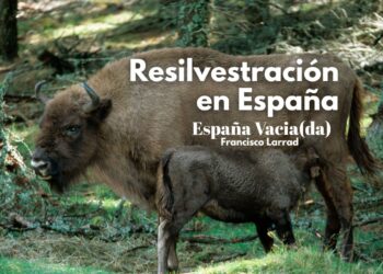 Resilvestracion en la España vaciada. Foto: Bisonte Europeo