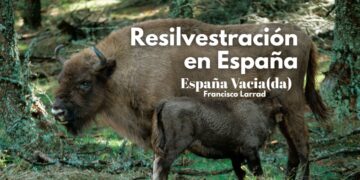 Resilvestracion en la España vaciada. Foto: Bisonte Europeo