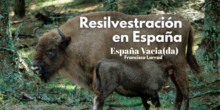 Resilvestracion en la España vaciada. Foto: Bisonte Europeo