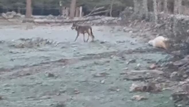 Nuevos ataques de lobos en Umbralejo y la Sierra Norte de Guadalajara: Ganaderos exigen medidas urgentes