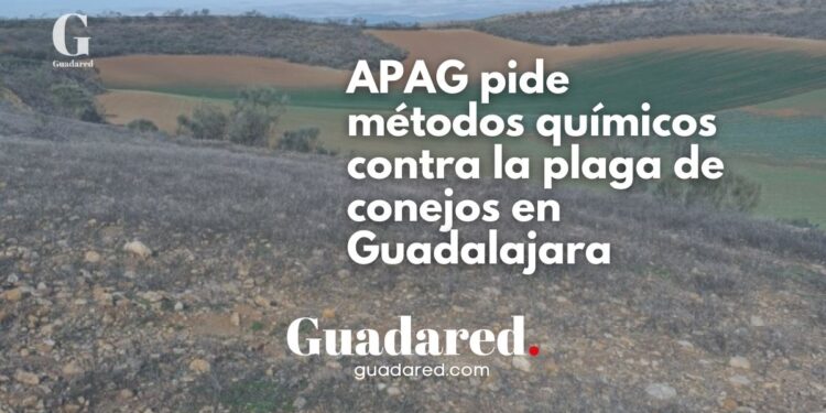 APAG exige métodos químicos para controlar la plaga de conejos que arrasa cultivos en Guadalajara