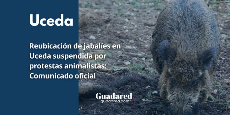 Uceda: Reubicación de Jabalíes Suspendida por Protestas Animalistas