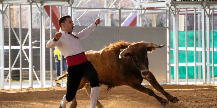 Más de 1.100 espectadores disfrutan del 'Toro del Carnaval' en La Cubierta de Marchamalo, con el primer Concurso Nacional de Recortadores
