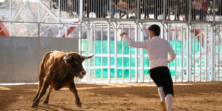 Más de 1.100 espectadores disfrutan del 'Toro del Carnaval' en La Cubierta de Marchamalo, con el primer Concurso Nacional de Recortadores