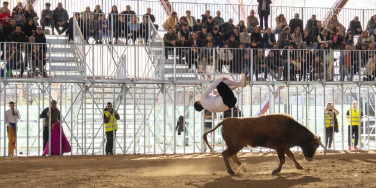 'Toro del Carnaval' en La Cubierta de Marchamalo, con el primer Concurso Nacional de Recortadores
