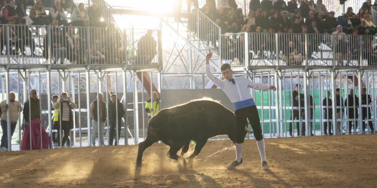 'Toro del Carnaval' en La Cubierta de Marchamalo, con el primer Concurso Nacional de Recortadores