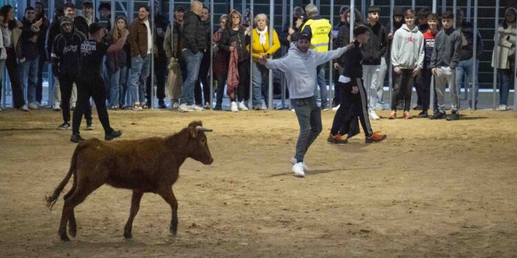 'Toro del Carnaval' en La Cubierta de Marchamalo, con el primer Concurso Nacional de Recortadores