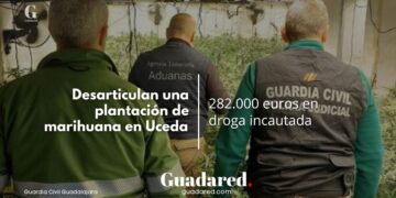 Desarticulan una plantación de marihuana en Uceda: 282.000 euros en droga incautada