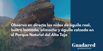 Cinco Cámaras en el Alto Tajo Permiten Observar en Directo la Vida de Buitres Leonados, Alimoches y Otras Rapaces