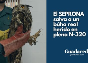 La Guardia Civil salva a una de las mayores rapaces nocturnas de Europa en Guadalajara