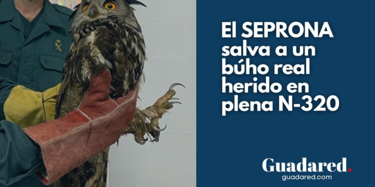 La Guardia Civil salva a una de las mayores rapaces nocturnas de Europa en Guadalajara