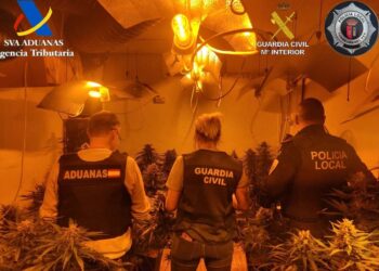 Desmantelan en Torrejón del Rey (Guadalajara) una macroplantación de marihuana con 800 plantas y 265.000 euros en droga