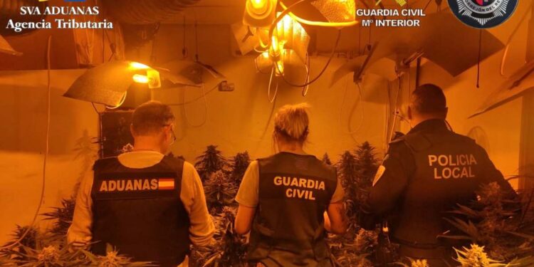 Desmantelan en Torrejón del Rey (Guadalajara) una macroplantación de marihuana con 800 plantas y 265.000 euros en droga