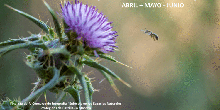 Programa Primavera Vive Tu Espacio 2025: Actividades Gratuitas en el Parque Natural Sierra Norte de Guadalajara