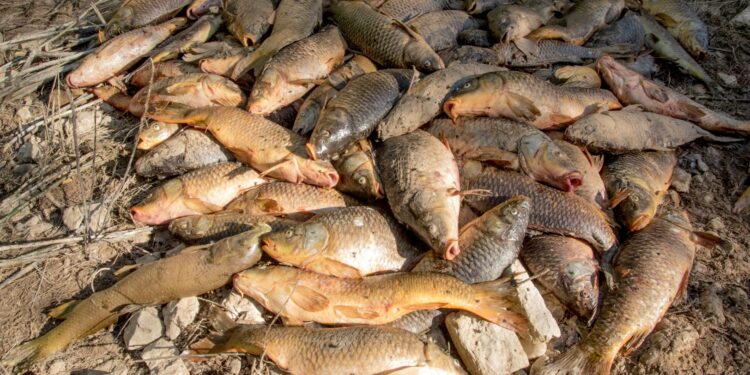 Emergencia ambiental en Sacedón: miles de carpas atrapadas tras cierre del canal Entrepeñas-Buendía