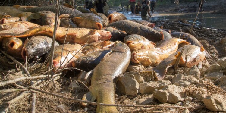 Emergencia ambiental en Sacedón: miles de carpas atrapadas tras cierre del canal Entrepeñas-Buendía