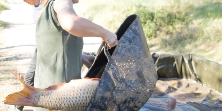 Emergencia ambiental en Sacedón: miles de carpas atrapadas tras cierre del canal Entrepeñas-Buendía