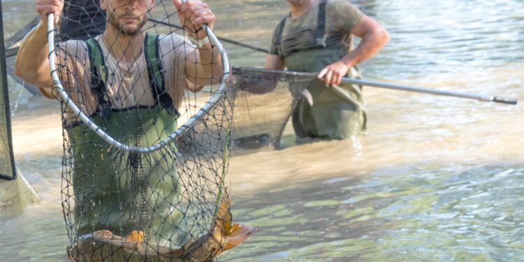 Emergencia ambiental en Sacedón: miles de carpas atrapadas tras cierre del canal Entrepeñas-Buendía