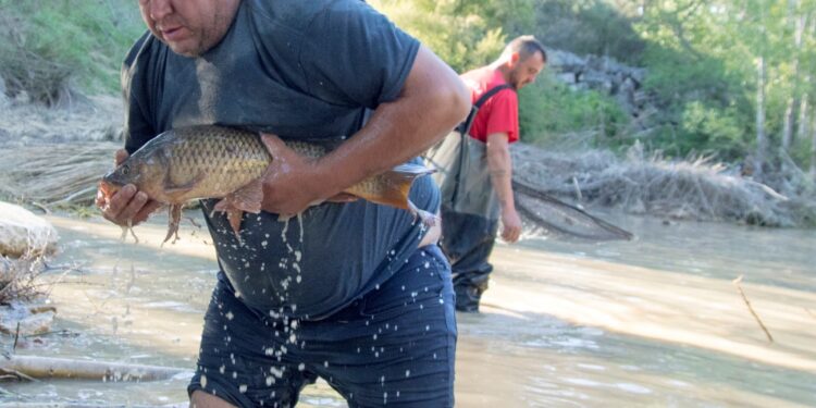 Emergencia ambiental en Sacedón: miles de carpas atrapadas tras cierre del canal Entrepeñas-Buendía