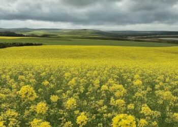 Camelina: el cultivo sostenible que revoluciona la agricultura y la alimentación saludable